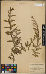 Foto von Salix purpurea subsp. amplexicaulis (Bory) C. K. Schneid.